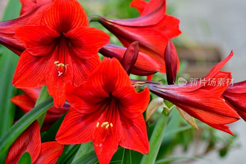 Hippeastrum /孤挺花